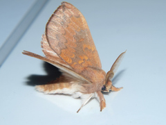 Trotonotus subapicalis