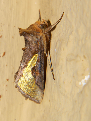Slender Burnished Brass