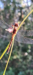 Dythemis sterilis