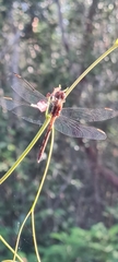 Dythemis sterilis