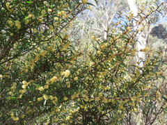 Acacia siculiformis