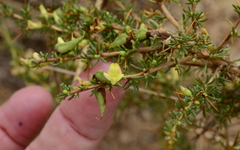 Aspalathus spinosa flavispina