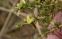 Aspalathus spinosa flavispina