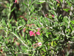 Grevillea lanigera