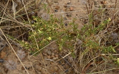 Aspalathus spinosa flavispina