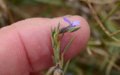 Psoralea alata