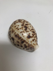 Cypraea