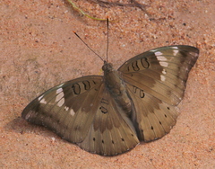 Euthalia aconthea garuda