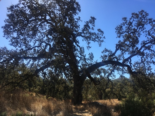 iNaturalist observation photo of valley oak