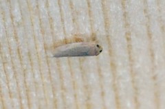 Phlogotettix cyclops