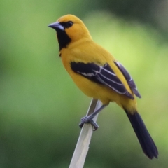 Icterus nigrogularis