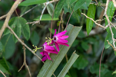 Passiflora tarapotina