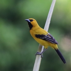 Icterus nigrogularis