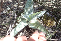 Ledebouria ensifolia