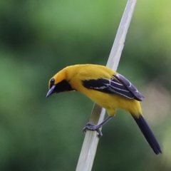 Icterus nigrogularis