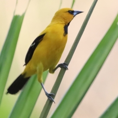 Icterus nigrogularis