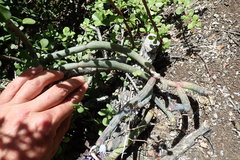 Baculellum articulatum