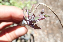 Baculellum articulatum