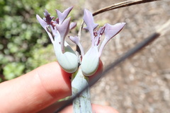 Baculellum articulatum