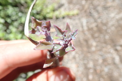 Baculellum articulatum