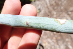Baculellum articulatum