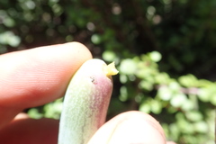 Baculellum articulatum