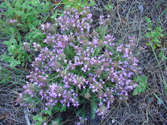 Thymus villosus