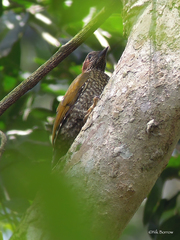 Campethera caroli caroli