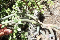 Baculellum articulatum