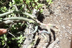 Baculellum articulatum