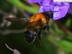 Bombus opulentus