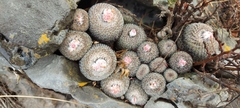 Epithelantha unguispina