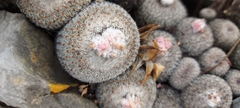 Epithelantha unguispina