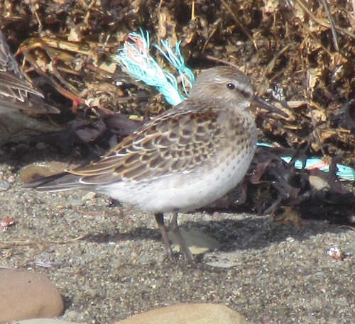 Correlimos culiblanco (Calidris fuscicollis)