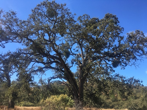 iNaturalist observation photo of valley oak