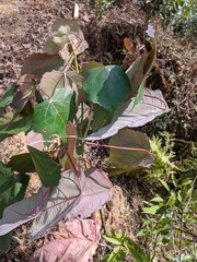 Macaranga denticulata