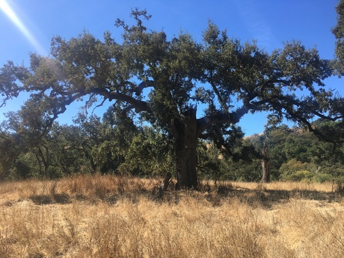 iNaturalist observation photo of valley oak