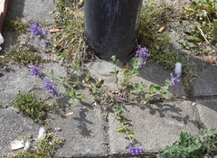Nepeta × faassenii