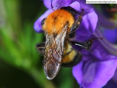 Bombus opulentus