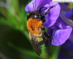Bombus opulentus