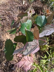 Macaranga denticulata