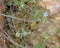 Eriastrum diffusum