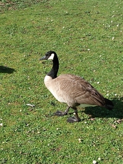 Branta canadensis