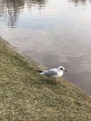 Chroicocephalus ridibundus