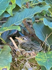 Vireonidae