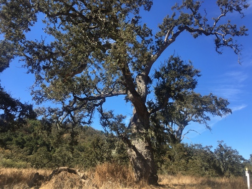 iNaturalist observation photo of valley oak