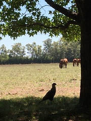 Caracara plancus