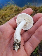 Hygrophorus sitchensis