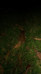 Sclerophrys gutturalis