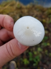 Hygrophorus sitchensis